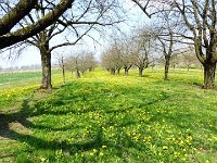 11 Cerisiers en fleurs dans l&#39;Ortenau Mösbach 10 04 2016 81